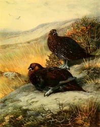 Lagópode-escocês, 1908, 1942