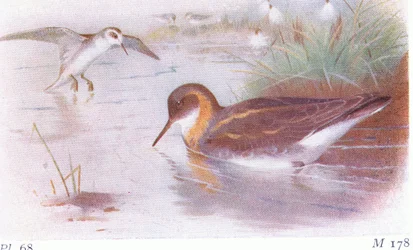 Falaropo de pescoço vermelho (verão e outono), de aves das ilhas britânicas e seus ovos publicado por Frederick Warne & Co Ltd, 1958