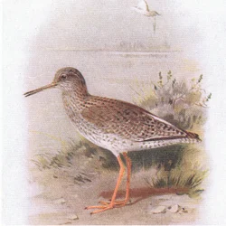 Redshank, de aves das ilhas britânicas e seus ovos publicado por Frederick Warne & Co Ltd, 1958