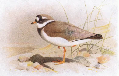 Tarambola-de-anéis, de Pássaros das Ilhas Britânicas e Seus Ovos, publicada por Frederick Warne & Co Ltd, 1958
