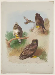 Buzzard de perna áspera, águia-pintada e buzzard comum, c.1915 (aguarela e corpinho com goma arábica sobre lápis a bordo)