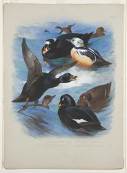 Scoters and stellers eider, c.1915 (aquarela e cor de corpo sobre lápis sobre papel)