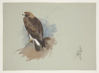 Águia marinha e desenho a lápis de coelho, c.1915 (aquarela e cor de corpo sobre lápis sobre papel)