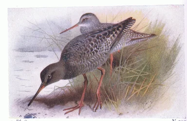 Redshank manchado, dos pássaros das ilhas britânicas e seus ovos publicados por Frederick Warne & Co Ltd, 1958