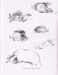 Arminho, Weasel, Texugo e Toupeira, 1938