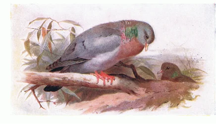 Stock Dove, de Aves das Ilhas Britânicas e Seus Ovos publicado por Frederick Warne & Co Ltd, 1958