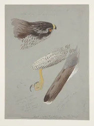 Estudos de cabeça, pé e asa de goshawk masculino, c.1915 (aguarela e corpinho sobre lápis sobre papel)
