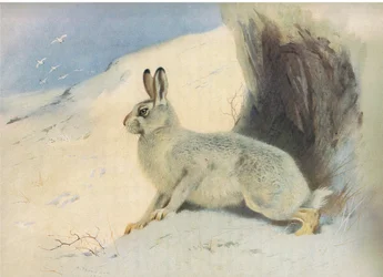 The Mountain Hare no inverno, de Thorburns Mammals publicado por Longmans and Co, c. 1920