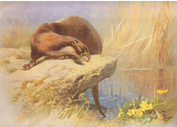 A lontra, dos mamíferos de Thorburn, publicada por Longmans e Co, c. 1920