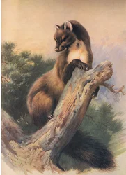 O Pine Marten, da Thorburns Mammals, publicado por Longmans and Co, c. 1920