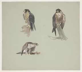 Esboços de três cores de peregrino masculino, c.1915 (aquarela e cor de corpo sobre lápis sobre papel)