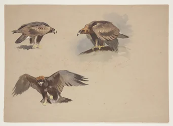 Três pequenos esboços de uma águia dourada, c.1915 (aguarela e cor de corpo sobre lápis sobre papel)