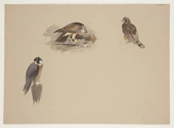Três pequenas vinhetas de falcão peregrino e duas outras aves de rapina, c.1915 (aguarela e corpinho sobre lápis sobre papel)