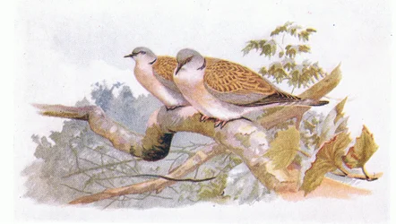 Pomba de tartaruga, de pássaros das ilhas britânicas e seus ovos publicados por Frederick Warne & Co Ltd, 1958