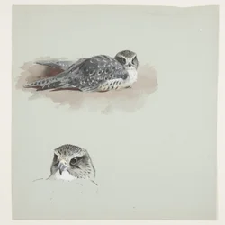 Dois desenhos a cores de merlin, c.1915 (aguarela e cor de corpo sobre lápis sobre papel)