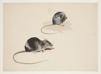 Dois estudos de rato preto, c.1915 (aquarela e cor de corpo sobre lápis sobre papel)