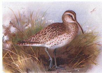 Whimbrel, de aves das ilhas britânicas e seus ovos publicados por Frederick Warne & Co Ltd, 1958