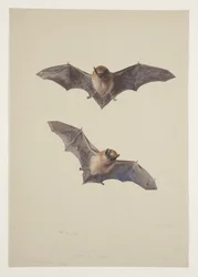Morcego bigode, c.1915 (aguarela e cor de corpo sobre lápis sobre papel)