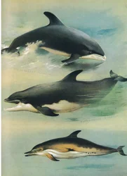 Golfinho Beake Branco, Golfinho Nariz de Garrafa e Golfinho Comum, de Mamíferos de Thorburn publicado por Longmans and Co, c. 1920