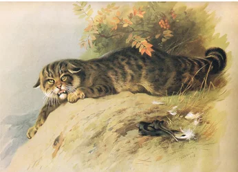 Wild Cat, de Thorburns Mammals publicado por Longmans and Co, c. 1920