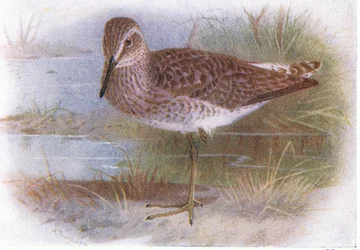Wood Sandpiper, de aves das ilhas britânicas e seus ovos publicado por Frederick Warne & Co Ltd, 1958