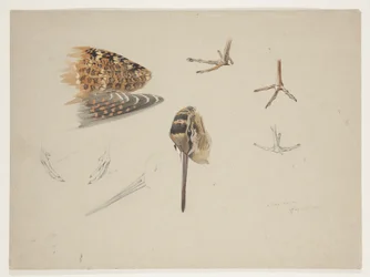 Bico, patas e asa de galinhola, c. 1915
