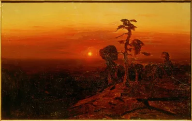Pôr do sol sobre uma floresta de pinheiros