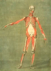 Sistema Muscular Profundo da Frente do Corpo, prato 5 de um curso completo de anatomia com texto de Jadelot, gravado pelo artista, pub. 1773 (mezzotint)