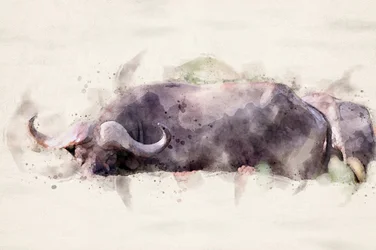 Aquarela de um búfalo africano