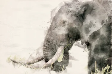Aquarela de um elefante tranquilo