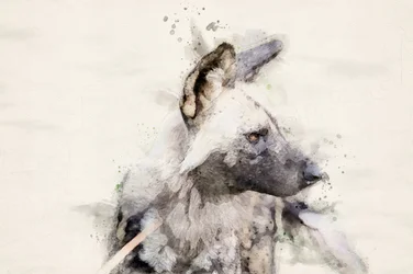Aquarela «Cão Selvagem Sereno»