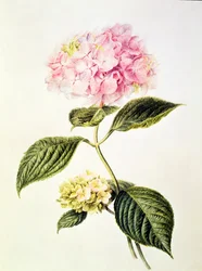 PD.64-1975 hortênsia hortênsia