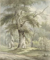 vista da floresta