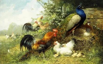 Aves de capoeira e pavões, 1899