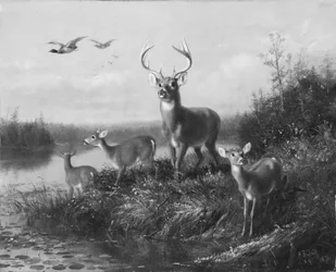 No Qui Vive, Buck e Three Does, 1871.