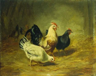 Alimentação de aves de capoeira