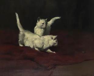 Arthur Heyer Gatinho a observar um escaravelho