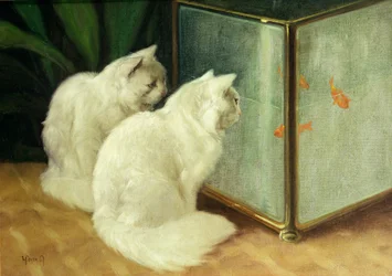 Gatos brancos assistindo peixinho