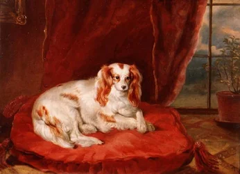 Um Cavalier King Charles Spaniel Deitado sobre uma Almofada Vermelha