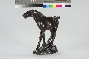 Colt (bronze)