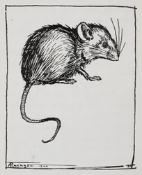 Um rato