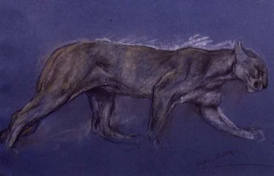 Puma (giz sobre papel)