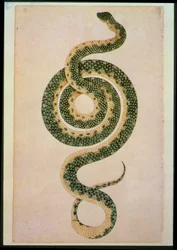 Serpente (gravura)
