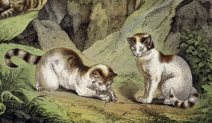 Dois gatos a brincar (gravura)