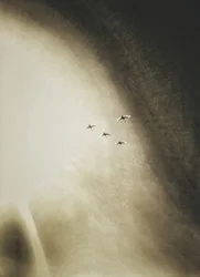 Aves a planar no céu