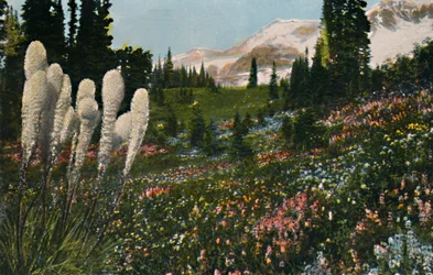 Erva índia para cestos a crescer no Parque Nacional do Monte Rainier, cerca de 1916