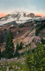 Ásteres roxos no Parque Nacional do Monte Rainier, cerca de 1916
