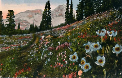 A anémona no Parque Nacional do Monte Rainier, cerca de 1916