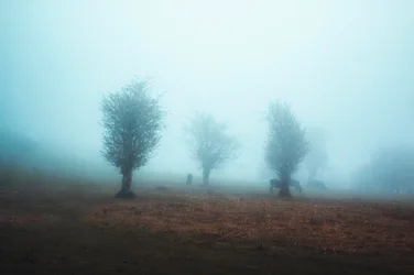 Árvores enevoadas e cavalos