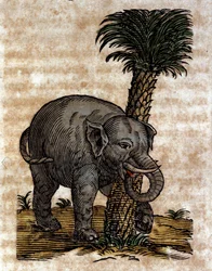 Um elefante esfregando-se num tronco de palmeira Gravura de uma obra de Athanasius Kircher (1601 - 1680), jesuíta, orientalista e estudioso.